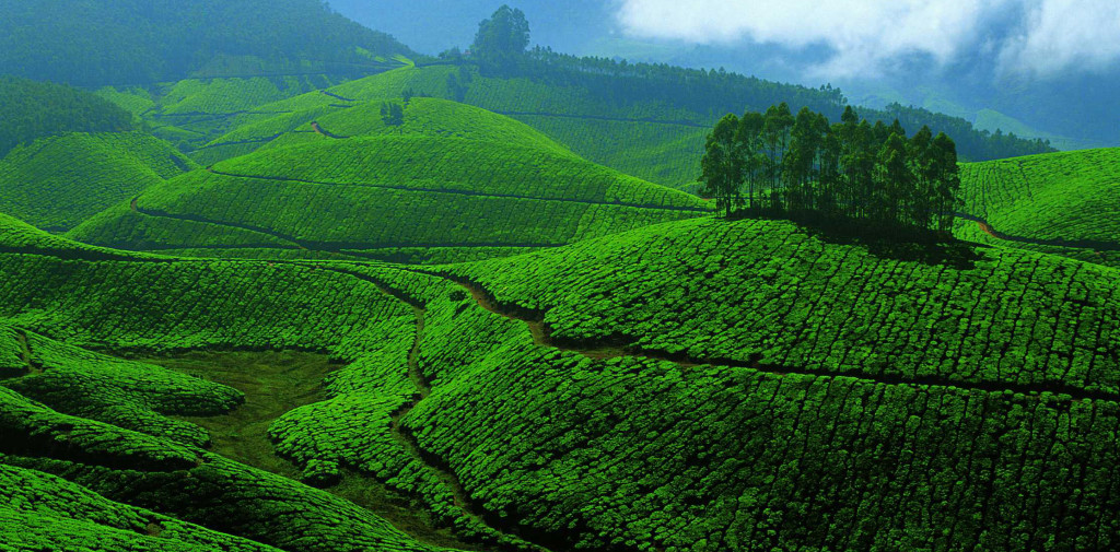Munnari mäed. Foto: Kerala.com