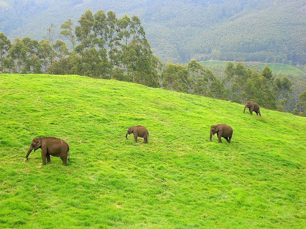 Metsikud elevandid Munnaris. Foto: Wikipedia