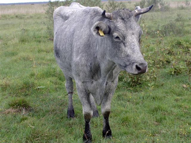 Läti sinine lehm. Foto: Kaja Lotman